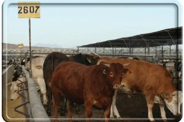 Arizona’s Ranchers are 5th and 6th Generation Ranch Families