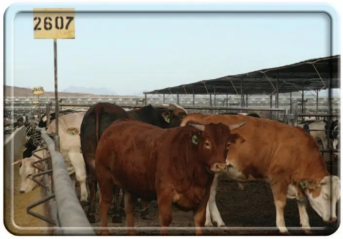 Arizona’s Ranchers are 5th and 6th Generation Ranch Families