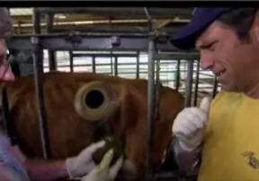 What’s the Dirtiest Job on Your Farm? Video Contest hosted by the American Farm Bureau Federation.