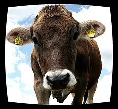 Face to face with No. 302 - Auge in Auge mit N...
