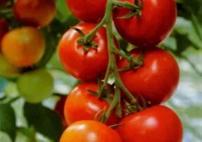 Nightshades – Inflammatory or Anti – Inflammatory?