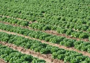 Join us for the 13th Annual Yuma Lettuce Days!