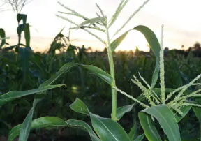 Agriculture’s Role in American – National Agriculture Day
