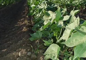 Arizona Farmers are Busy Planting