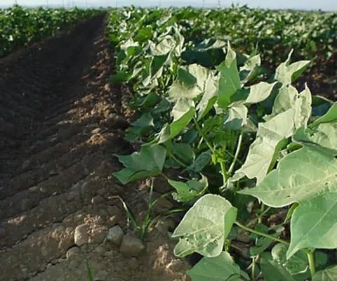 Arizona Farmers are Busy Planting