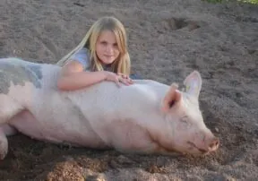 Remember the County Fair!