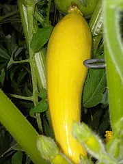 Summer Squash