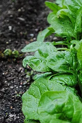 spinach
