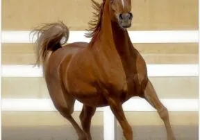 Alert for Arizona Horse Owners: Horse Illness Outbreak Notice!