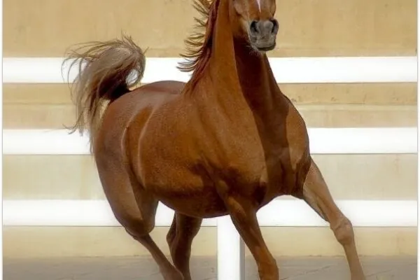 Alert for Arizona Horse Owners: Horse Illness Outbreak Notice!