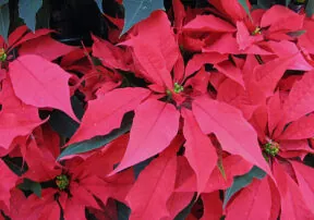 Gardener’s World 26th Annual Poinsettia Festival