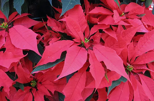Gardener’s World 26th Annual Poinsettia Festival