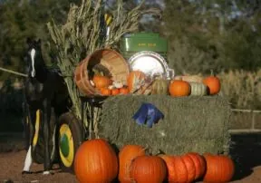 Annual Pumpkin Festival Joins Forces with Arizona Fish and Game for Family Event