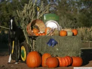 award winning pumpkins from Freeman Farms