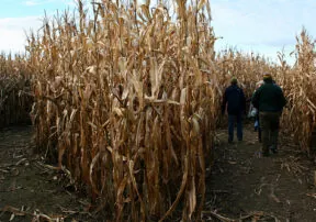 Amazing Maize: The Science, History and Culture of Corn