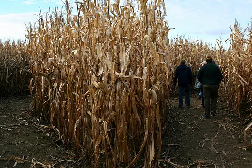 Amazing Maize: The Science, History and Culture of Corn Amazing Maize: The Science, History and Culture of Corn