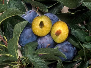 Plums that have been genetically engineered to... Plums that have been genetically engineered to...