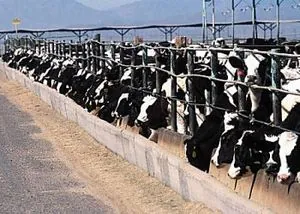 Description: Concentrated animal feeding opera... Description: Concentrated animal feeding opera...