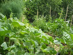 Arizona is a great place to garden. Image by Helen K via Flickr