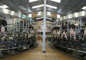 Making High Quality Milk Begins with Healthy Cows