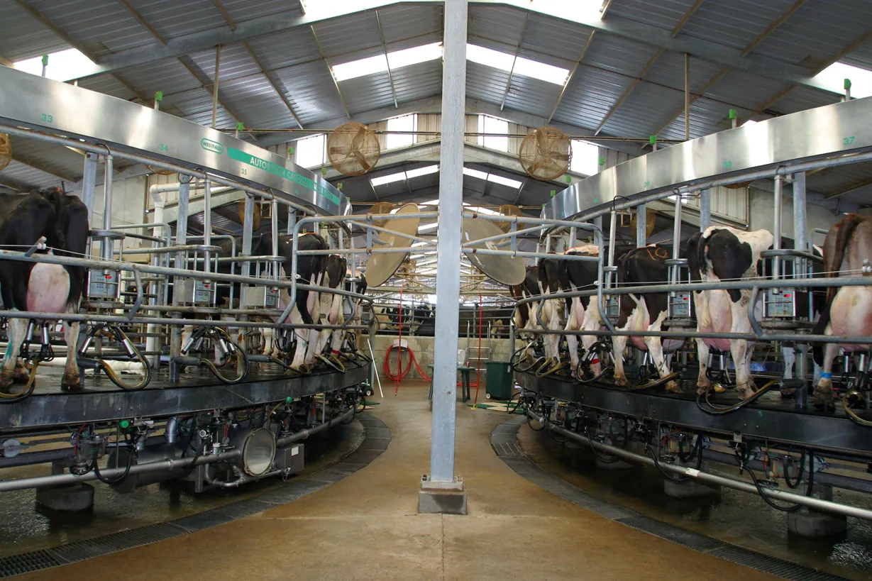 AZ dairy farmers diligently working to keep the cows safe and healthy. AZ dairy farmers diligently working to keep the cows safe and healthy.