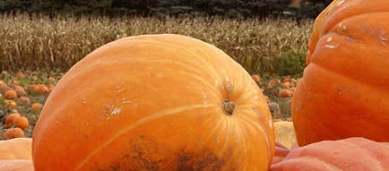 Pumpkin and Corn Festivals Abound in Arizona Pumpkin and Corn Festivals Abound in Arizona