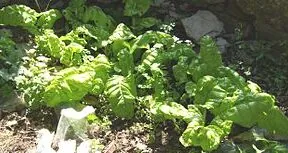What’s In Season in May?
