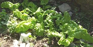 Swiss chard 