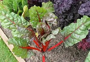 What’s In Season in April?