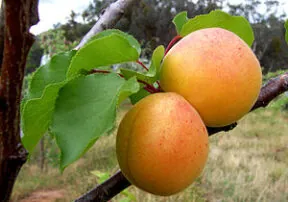 What’s In Season in June?