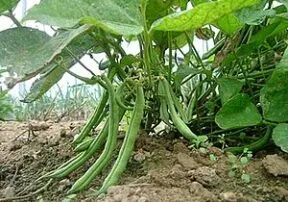 What’s in Season in July