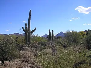 English: taken at the Arizona-Sonora Desert Museum English: taken at the Arizona-Sonora Desert Museum