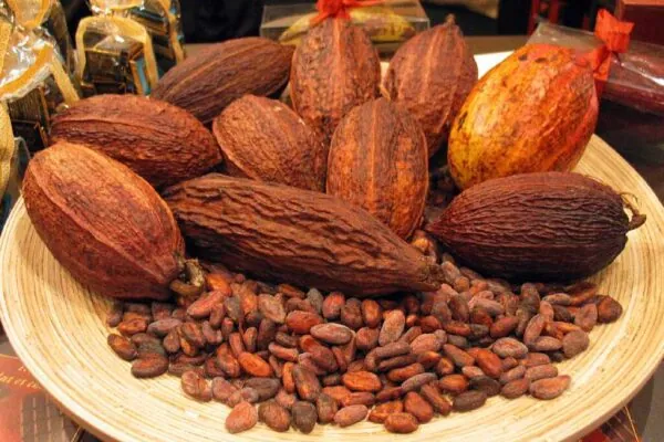 Public-Private Partnership Will Improve Cocoa Production