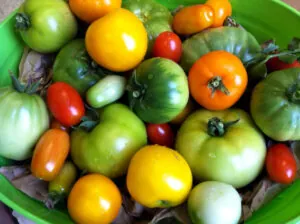 Tomatoes