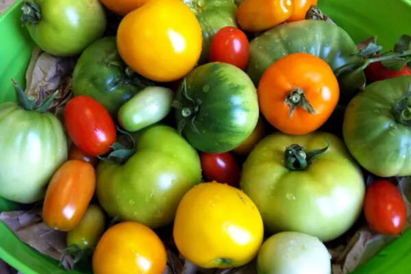 Are You Hungry for not Just Any Tomato?