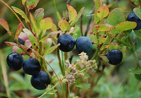 As American as……Blueberry Pie?