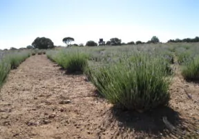 Lavender Thrives on Local Farm