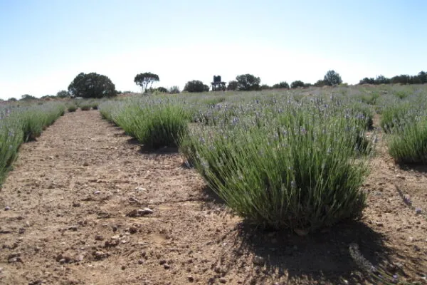 Lavender Thrives on Local Farm