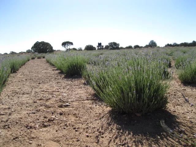 Lavender Farm