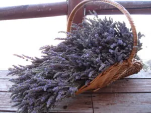 Lavender