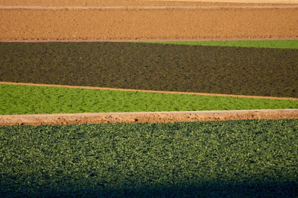 America’s Heartland Episode Features Yuma’s Winter Lettuce Production