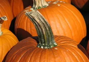Arizona Fall Pumpkin, Corn Maze, and Halloween Festivals 2012