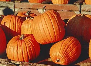 Pumpkins, photographed in Canada. Pumpkins, photographed in Canada.