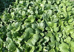 What’s in Season in January?