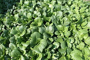 English: Bok Choy growing in a garden. English: Bok Choy growing in a garden.