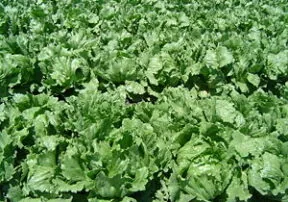 Little Known Facts About Lettuce