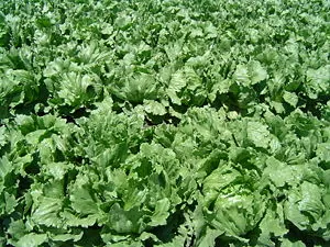 English: Close-up of an iceberg lettuce field ... English: Close-up of an iceberg lettuce field ...