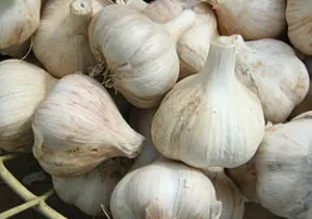 Everything You Always Wanted to Know About Garlic