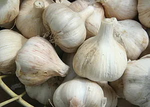 Everything You Always Wanted to Know About Garlic
