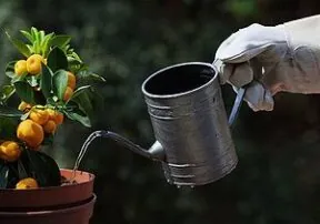 What Kids Can Learn from Gardening
